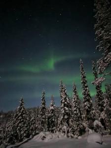 een groep pijnbomen onder het noorderlicht in de lucht bij Lapland Riverside Cabin, Äkäsjoen Piilo - Jokiranta, Traditional Sauna, Avanto, WiFi, Ski, Ylläs, Erä, Kala in Äkäsjoensuu