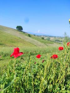 pole czerwonych kwiatów na zielonym polu w obiekcie B&B Gli amici del tubarello w mieście Roseto degli Abruzzi
