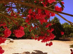 Otium Country House في Alvorge: حفنة من الزهور الحمراء معلقة من شجرة