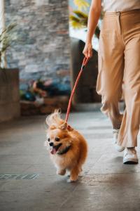 una persona paseando a un perro pequeño con correa en Eco City Hoteles en Tuxtla Gutiérrez