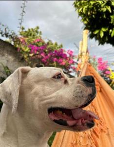 a close up of a dog with its tongue at Casa Clorophila in Vila Velha