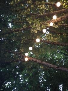 a tree with many branches with lights on it at Studio aux Granges du Vilaret in Clairvaux-les-Lacs