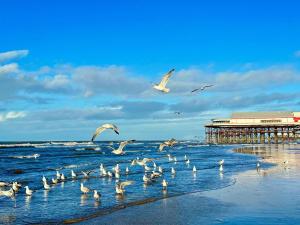 a flock of seagulls on a beach with a pier at Craig-y-Don in Blackpool