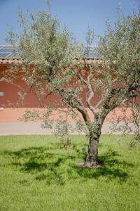 un arbre au milieu d'un champ d'herbe dans l'établissement Borgo Sant'Anna, à Bettona