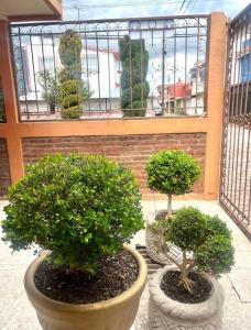 two potted trees in pots on a balcony at Depto. Equipado, 1 Habitación con estacionamiento in Tulancingo