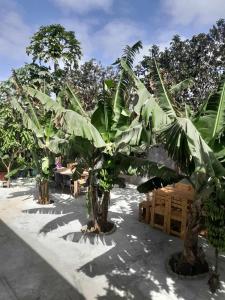 eine Gruppe Bananenbäume am Strand in der Unterkunft Espaço-Vila Verde 