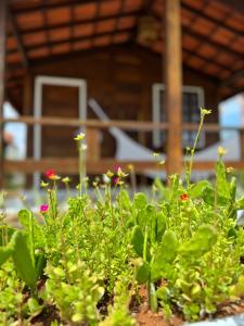 um grupo de plantas verdes num jardim em Pousada Estrela do Mar Noronha em Fernando de Noronha