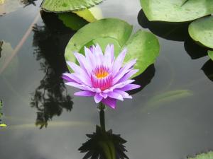 a purple flower in the middle of a pond at Quoc Khanh Bamboo Homestay in Ninh Binh