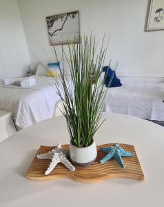 deux étoiles et une plante en pot sur une table dans l'établissement Dolphin Heads - Resort Unit - Absolute Beachfront! - Whitsunday Getaway!, à Mackay