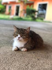 un gato sentado en el suelo en la calle en Relaxation guesthouse en Thalang