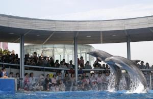 a dolphin in the water in front of a group of people at Hotel Housenkaku in Beppu