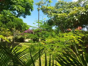 un jardin avec beaucoup de plantes et d'arbres dans l'établissement Casa de campo, perto da praia, à Lucena