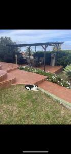 a black and white cat laying on the grass at Alojamiento de invitados in Sauzal
