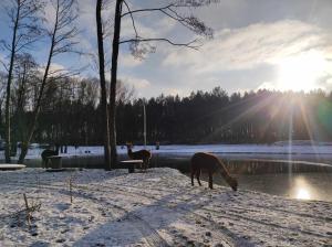 a group of horses grazing near a body of water at FORGLAMP in Bydgoszcz