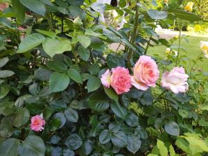 a group of pink roses on a bush at La Villa delle Rose in Carpi