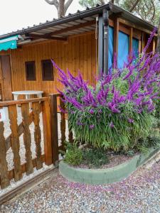 un jardín con flores púrpuras frente a una valla de madera en Camping Roma, en Ventimiglia