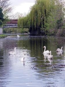 a group of swans swimming in a lake at Tollgate Drive in Southall