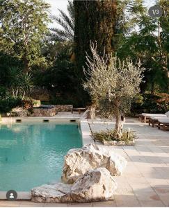 uma piscina com uma árvore e algumas rochas em Tenuta Negroamaro em Gallipoli