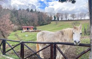a white horse standing next to a fence at Awesome Home In Bibbiena With Kitchen in Bibbiena +39 photos