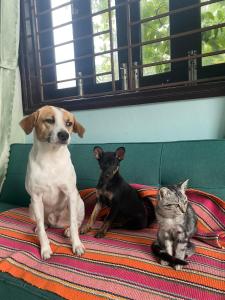 een hond en een kat op een bank bij Laoxao Homestay in Hội An