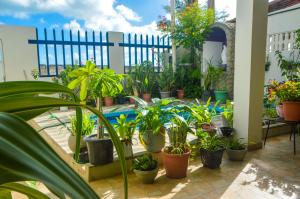 a patio with a bunch of potted plants and a pool at Casa em Maracajaú in Maracajaú