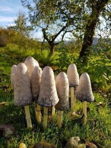 um grupo de cogumelos sentados na relva em Ferienwohnung Augustin em Kirchberg