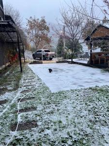 HualingにあるLala Mountain Homestay‧Cile Farmの雪に覆われた駐車場の上に座る犬