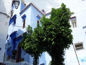 a blue and white house with a tree in front of it at Dar Aldea in Chefchaouen