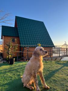Ospiti di Panorama Sarpi con animali domestici