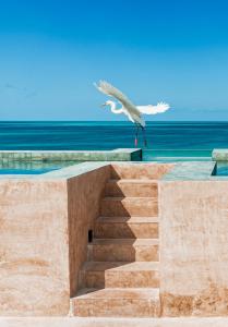 ptak stojący na schodach w pobliżu oceanu w obiekcie AWA Holbox Hotel Boutique w mieście Isla Holbox