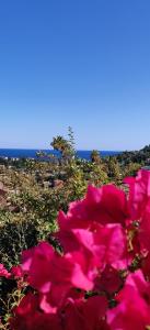um grupo de flores cor-de-rosa com o oceano ao fundo em "TI SABLE" Agréable studio climatisé, Jolie Vue Mer, Piscine à Cavalaire sur Mer Golfe de St-Tropez em Cavalaire-sur-Mer