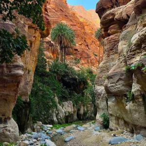 einen Canyon mit einigen Palmen und Felsen in der Unterkunft Adventure camping - Organized Trekking from Dana to Petra in Dana