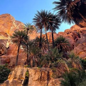 un grupo de palmeras en una montaña rocosa en Adventure camping - Organized Trekking from Dana to Petra en Dana