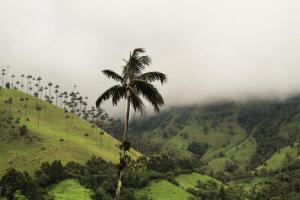 a palm tree sitting on top of a mountain at Casa Mochila in Salento +32 photos