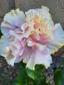 Foto dalla galleria di Ho'onani Pua Hale a Waipahu Altre 30 foto