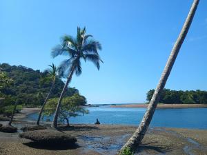 zwei Palmen am Strand neben dem Wasser in der Unterkunft Cabinas casa Jungla in Drake