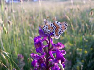 a butterfly sitting on top of a purple flower at Casa Rural El Dolmen in Bernúy-Salinero