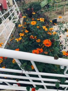 kwiaty pomarańczowe w ogrodzie w obiekcie Wind Hill Homestay Hà Giang 