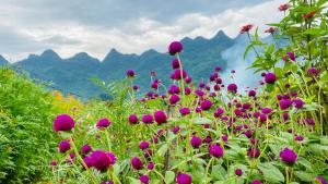 pole fioletowych kwiatów z górami w tle w obiekcie Wind Hill Homestay Hà Giang 