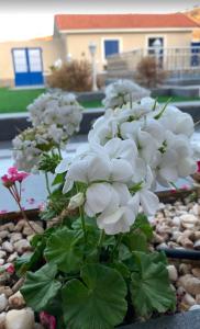 a bunch of white flowers in a garden at شاليه القمر في بهر in Ar Rawḑah