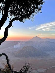 a view of a mountain with a tree in the foreground at Bromo Holiday Guest House in Ngadisari