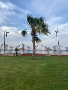 eine Palme auf einem Feld neben einem Zaun in der Unterkunft قرية النورس مكتب السعد in Ismailia