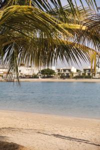 een palmboom op een strand met een waterlichaam bij Luxury feel in Ras al Khaimah