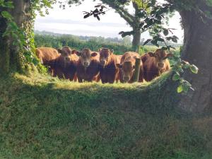 a herd of cows standing behind a fence at Bellfry at Old Boley in Wexford