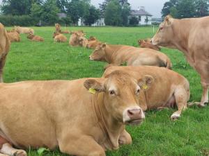 a herd of cows laying in a field of grass at Bellfry at Old Boley in Wexford