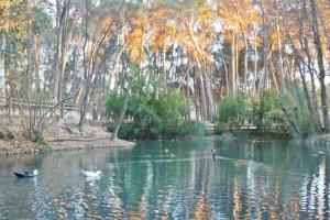 un grupo de patos nadando en un estanque con árboles en Acogedora casa en Llíria, en Liria