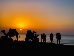 a group of camels on the beach at sunset at NOUVEAU, Residence Cap Spartel avec une vue sur mer in Tangier