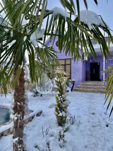 a palm tree covered in snow next to a building at AkbA-Frame3 in İsmayıllı