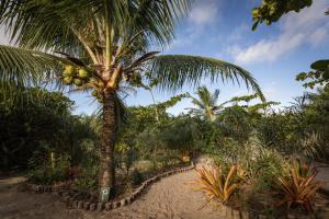 a palm tree with a bunch of fruit on it at Pousada Colmeia - Praia de Santo André, Bahia in Santo André