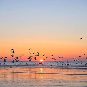 a flock of birds flying over the beach at sunset at Beautiful house in village Newburgh Ellon in Ellon
